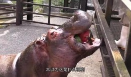河马吃瓜原声,一场自然界的欢乐盛宴