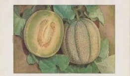 日本蜜瓜随便吃,尽享甜蜜无边的味蕾之旅