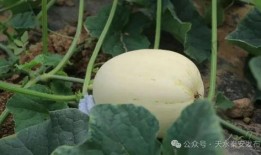 女孩吃脆瓜,女孩的夏日美味探险记