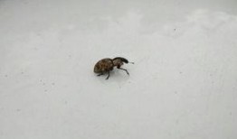 专吃瓜菜叶的飞虫,揭秘专吃瓜菜叶的昆虫世界