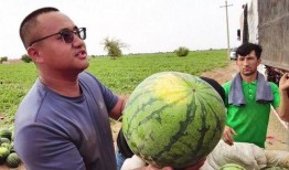 安澜一起吃瓜,一场欢乐的夏日盛宴