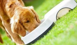 狗可以吃土瓜么,土瓜对狗狗的适宜性探讨