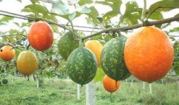 东莞吊瓜怎么吃,解锁美味新体验