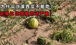 在沙漠里边吃瓜,沙漠瓜果美食之旅