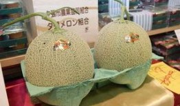 日本蜜瓜随便吃,尽享甜蜜无边的味蕾之旅