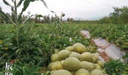 吃瓜站门口,一场热闹非凡的街头盛宴