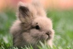 带你吃瓜兔子,带你领略“吃瓜兔子”的独特魅力