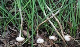 兔儿瓜根茎怎么吃,兔儿瓜根茎的多样食用方法探索