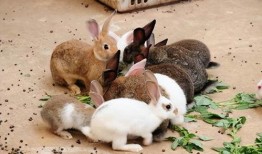 兔子吃瓜吃死了,揭示动物饮食安全的重要性