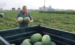 满朝吃瓜全局,宫廷盛宴背后的吃瓜大戏