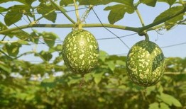 东莞吊瓜怎么吃,解锁美味新体验