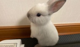 兔子吃瓜吃死了,揭示动物饮食安全的重要性