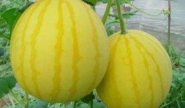 吃小黄皮瓜,清爽解暑的夏日美味