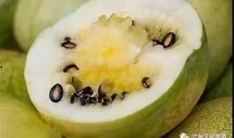白皮籽瓜怎么吃,解锁美味新体验