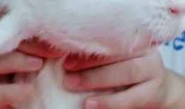 老猪吃瓜腮红测评,美妆界的“小确幸”，让你轻松拥有好气色