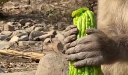 吃瓜变猴子,揭秘神奇生物的奇幻之旅