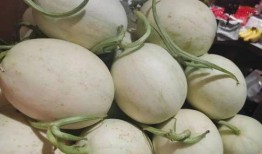 吃巨无霸小瓜蜜,一口咬下，甜蜜满溢的味蕾盛宴