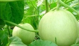 罗辑吃瓜吃到自己,瓜中自有罗辑生