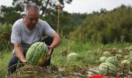 福建大专吃瓜,福建大专校园里的那些“吃瓜”趣事