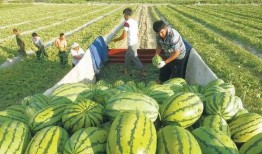 重庆疫情吃瓜照片