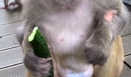 吃瓜变猴子,揭秘神奇生物的奇幻之旅