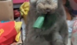 兔子吃瓜吃死了,揭示动物饮食安全的重要性