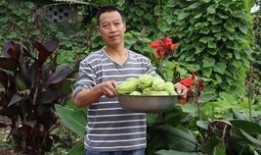 吃兔儿瓜好吗,探索兔儿瓜的营养价值与食用益处