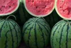 吃瓜种好吗,揭秘瓜类种植的奥秘与技巧