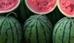 吃瓜种好吗,揭秘瓜类种植的奥秘与技巧