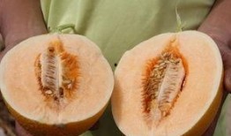 吃蜜不吃瓜好吗,揭秘为何吃蜜不吃瓜