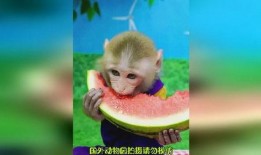 吃瓜变猴子,揭秘神奇生物的奇幻之旅