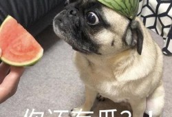 企鹅吃瓜表情包,萌态可掬，笑点满满