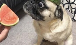 企鹅吃瓜表情包,萌态可掬，笑点满满