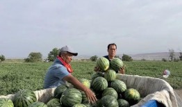 安澜一起吃瓜,一场欢乐的夏日盛宴