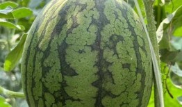 藤蜜瓜怎么吃,藤蜜瓜的多重美味吃法探索