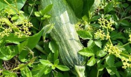 吃瓜吃瓜藤,探寻吃瓜文化的魅力与传承