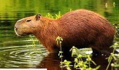 大水豚吃瓜的视频,萌态十足引网友热议