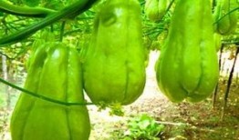 华县吃瓜女,揭秘当地独特的饮食文化