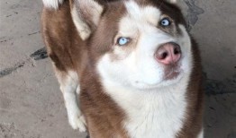 吃兔儿瓜好吗,探索兔儿瓜的营养价值与食用益处