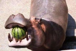 河马吃瓜原声,一场自然界的欢乐盛宴