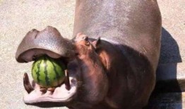 河马吃瓜原声,一场自然界的欢乐盛宴