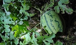 要把大地吞噬 吃瓜,揭秘“吃瓜”背后的惊人真相