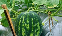 吃货明吃瓜,揭秘吃瓜背后的故事