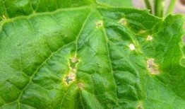 怎么防黄守瓜虫吃瓜叶,防黄守瓜虫的实用技巧