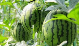 17吃瓜免费,揭秘娱乐圈幕后真相，带你领略明星生活