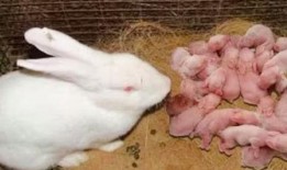 兔儿瓜根茎怎么吃,兔儿瓜根茎的多样食用方法探索