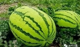 赣州哪里吃红瓜,探寻赣州特色红瓜美食之旅