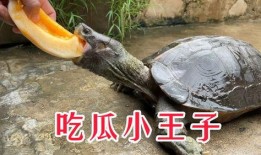 吃巨无霸小瓜蜜,一口咬下，甜蜜满溢的味蕾盛宴