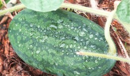 莆田上塘吃瓜事件,一场引发热议的社区冲突纪实