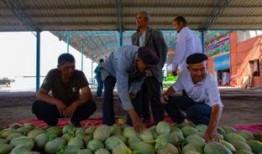 上海吃瓜10万,揭秘瓜界传奇！